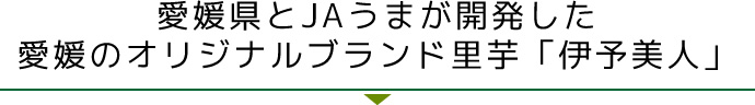 愛媛県とJAうまが開発した
愛媛のオリジナルブランド里芋「伊予美人」